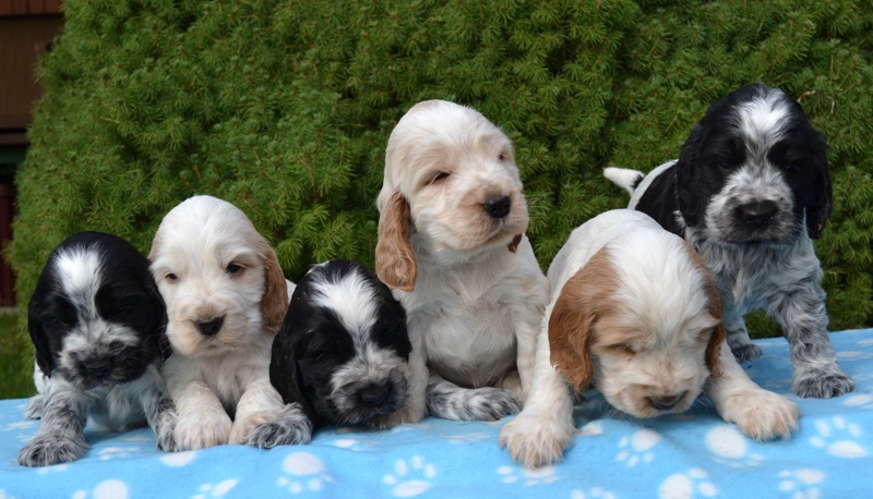 35-Janet, Jantar, Just, Jambo, Jessi, Janie.JPG